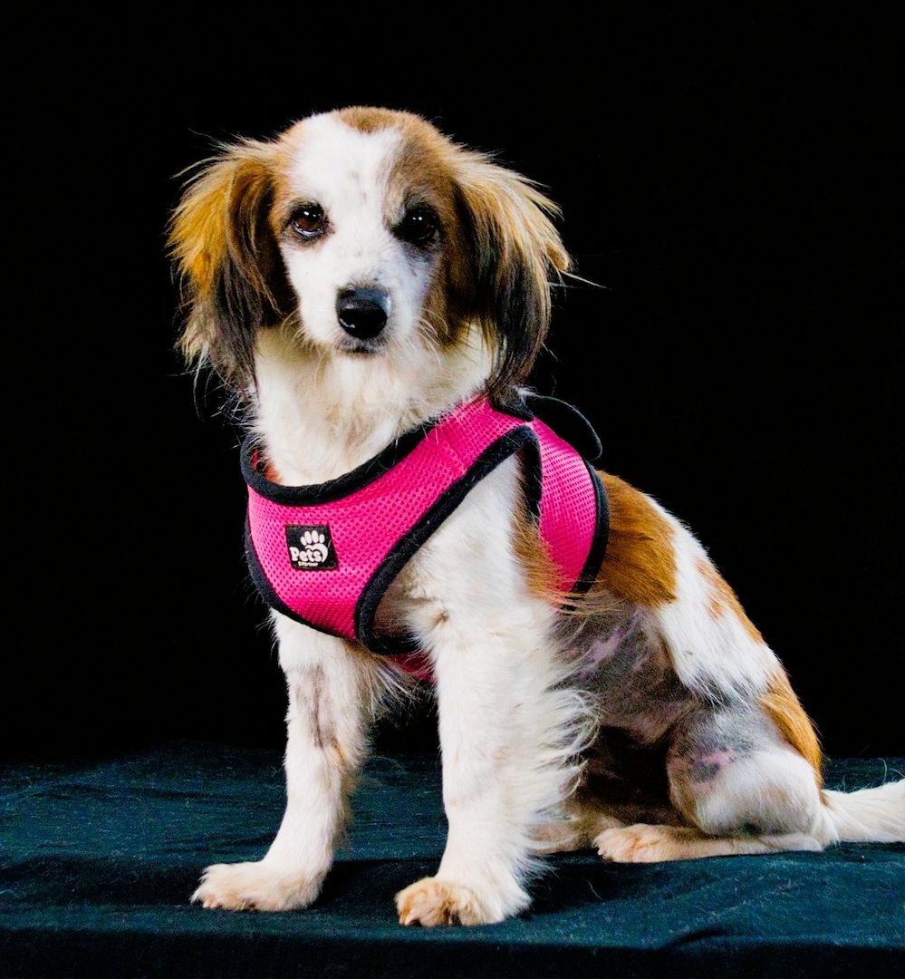 Pipoca - tapfer und liebenswert