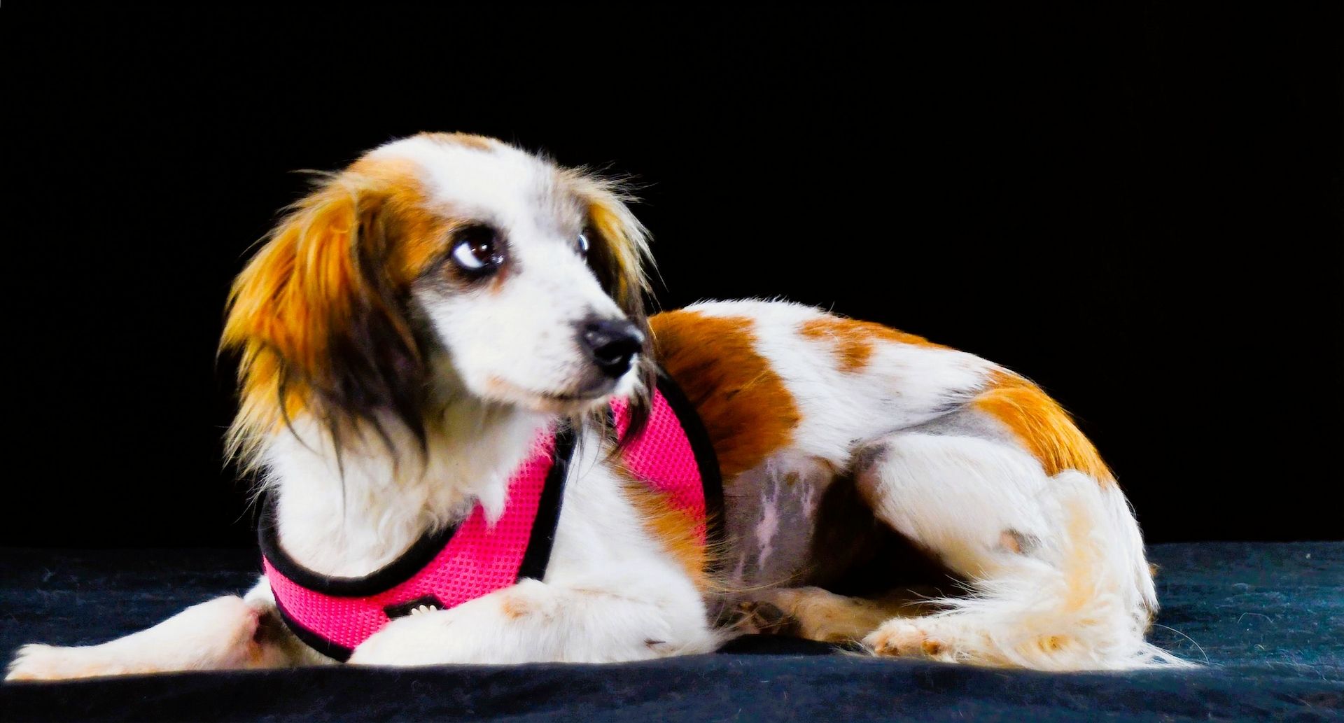 Pipoca - tapfer und liebenswert