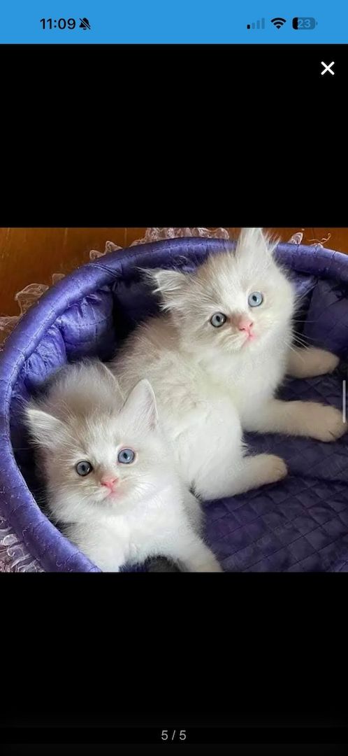 Dieses wunderschöne Ragdoll-Kätzchen