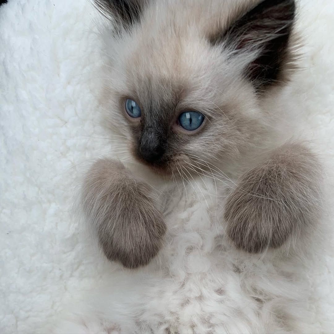 Kleines Liebesbündel – Verschmustes Ragdoll-Kätzchen abzugeben