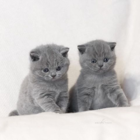 BKH-Britisch Kurzhaar Kätzchen