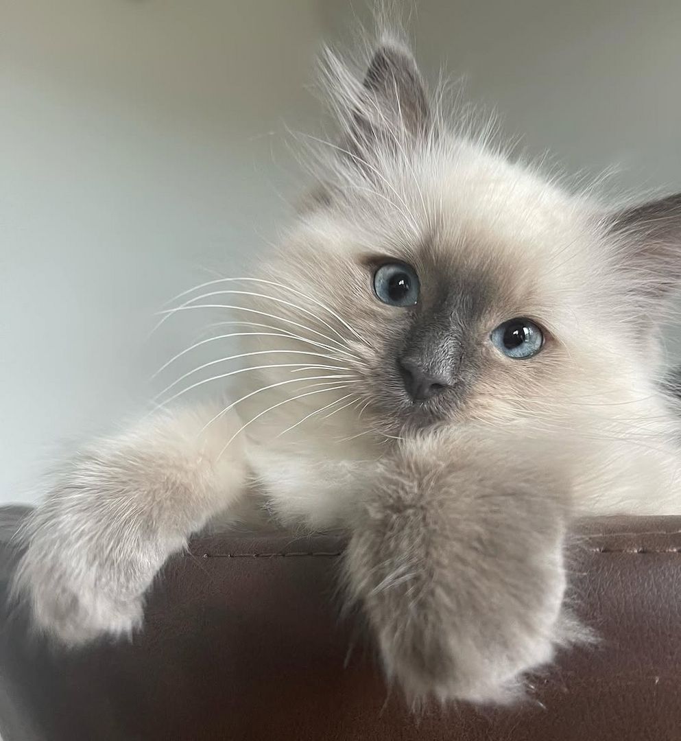 Freundliches und verschmustes Ragdoll-Kätzchen – liebevoll aufgezogen