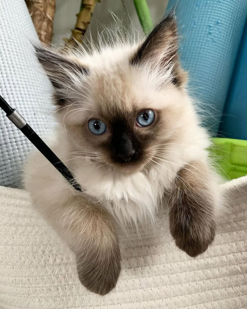 Verschmustes Ragdoll-Kätzchen abzugeben