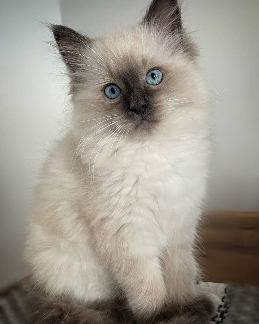 Kleines Liebesbündel – Verschmustes Ragdoll-Kätzchen abzugeben