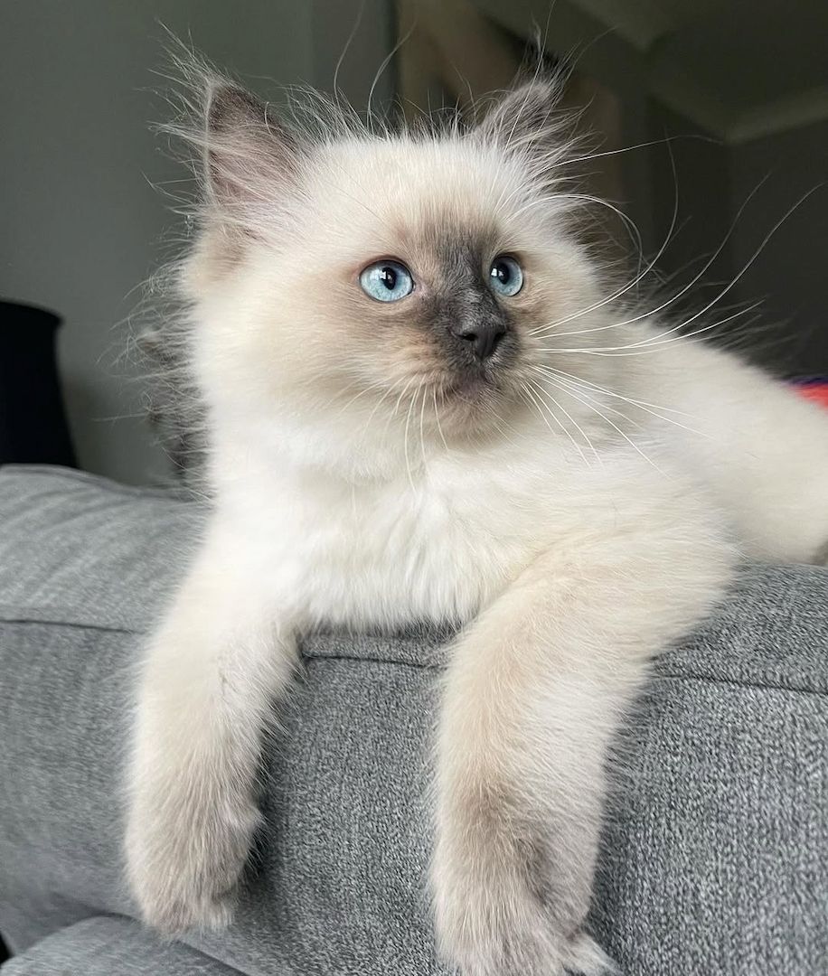 Ragdoll-Kätzchen abzugeben