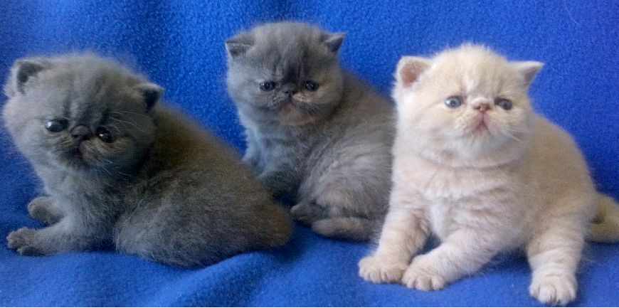 Britisches Kurzhaar Kätzchen