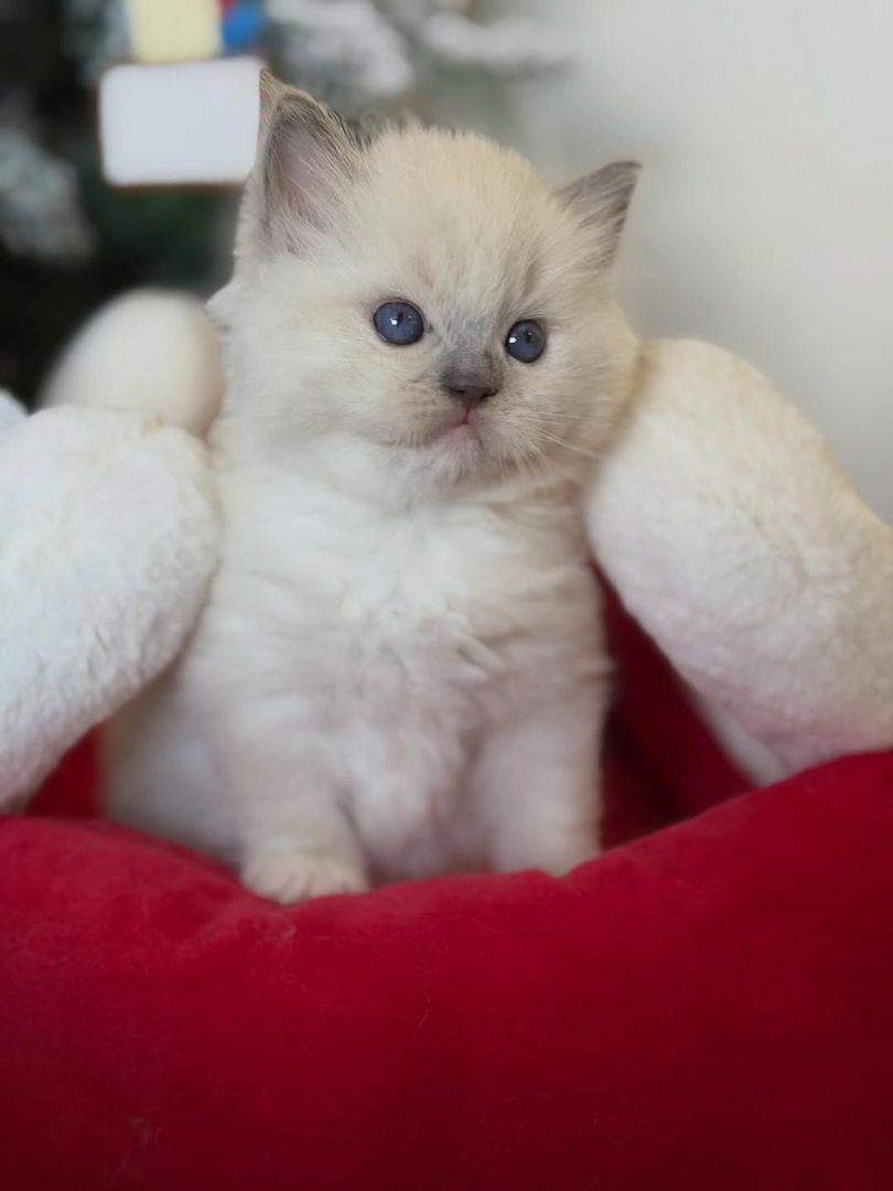 Wunderschönes, liebevolles Ragdoll-Kätzchen sucht ein gemütliches Zuhause