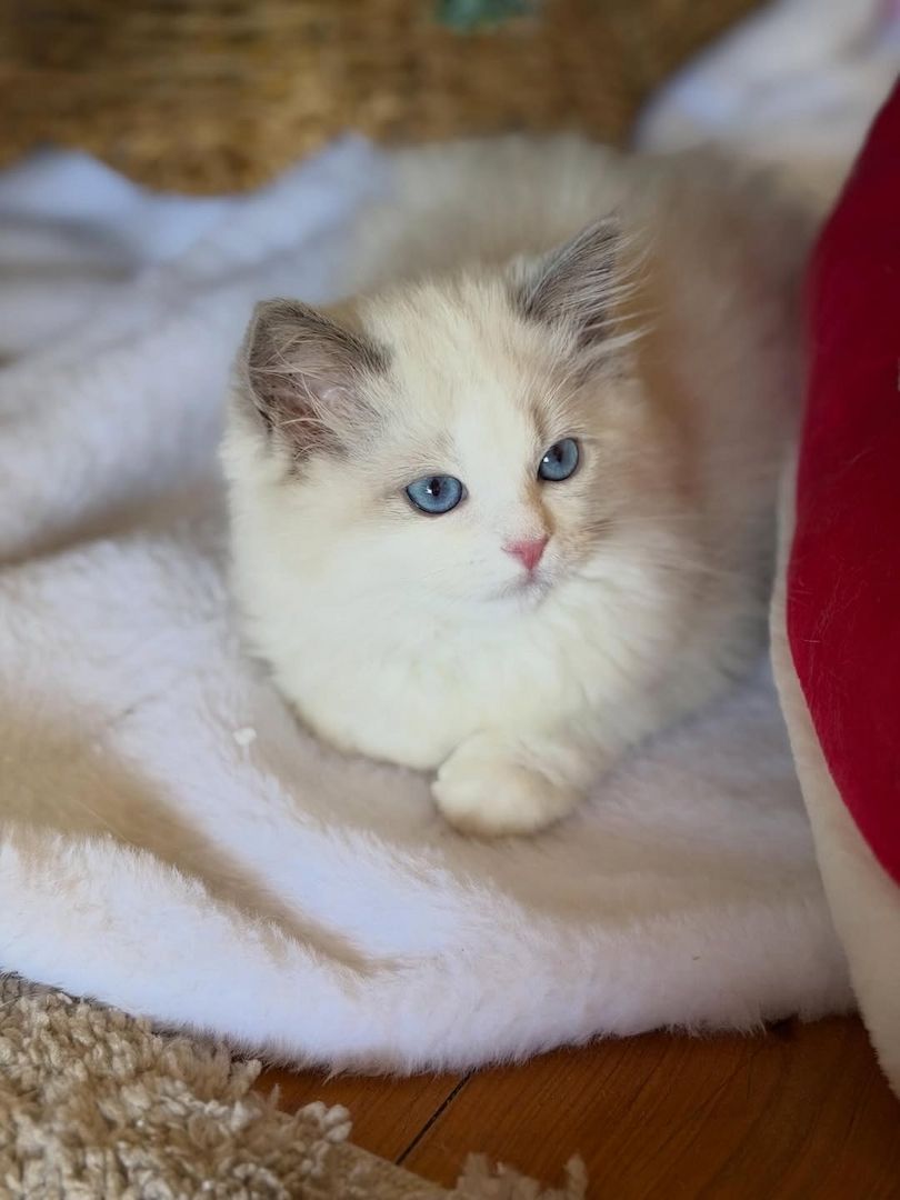 Wunderschönes, liebevolles Ragdoll-Kätzchen sucht ein gemütliches Zuhause