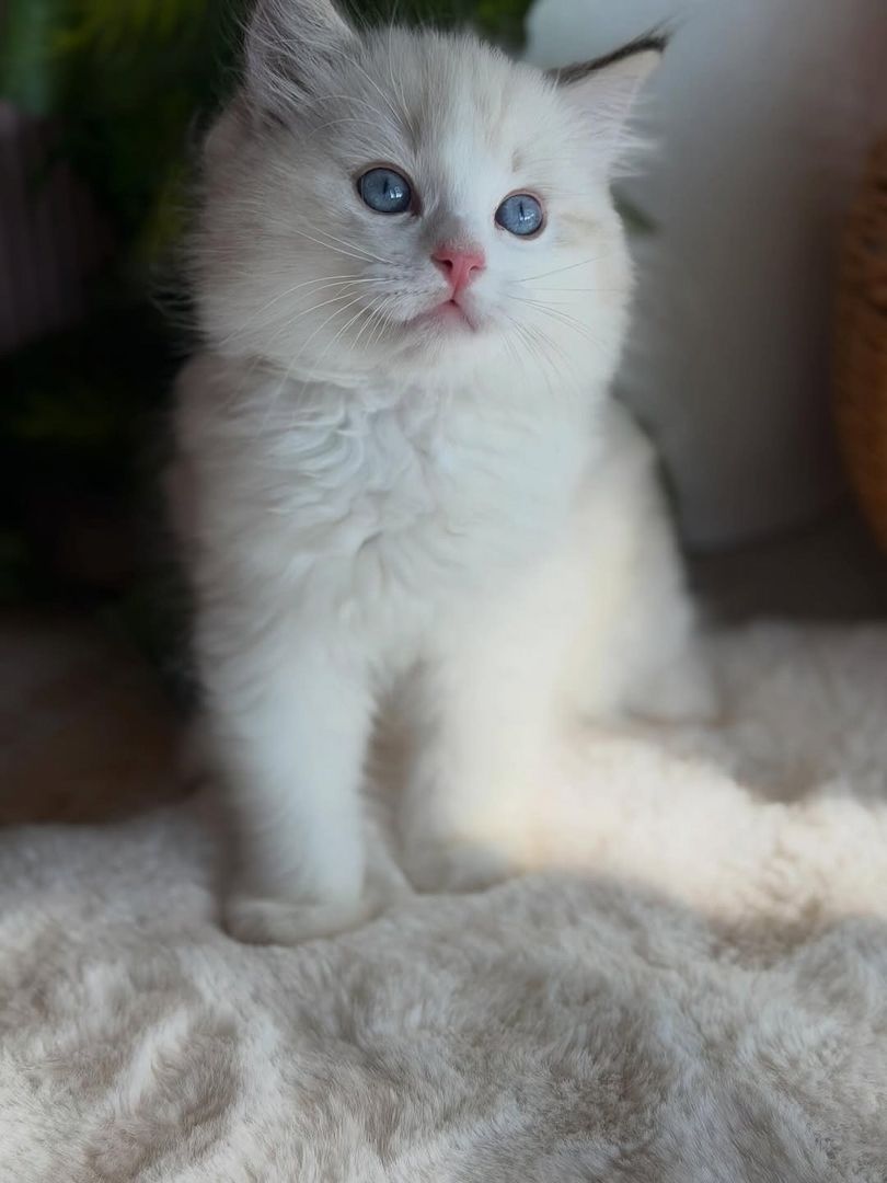 Dieses bezaubernde Ragdoll-Kätzchen hat ein besonders sanftes und liebevolles Wesen. 🌸