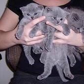 Baby Britisches Kurzhaar Kätzchen