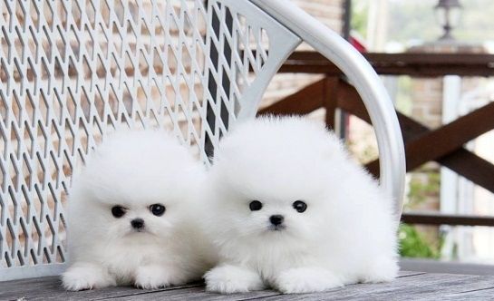 Gut aussehender pomeranian Zwergspitz