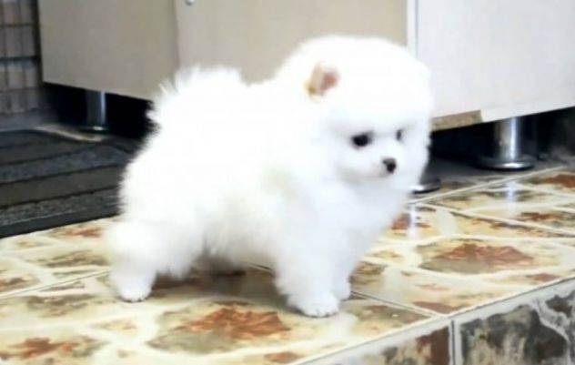 MINI ZWERGSPITZ POMERANIAN BOO WELPEN