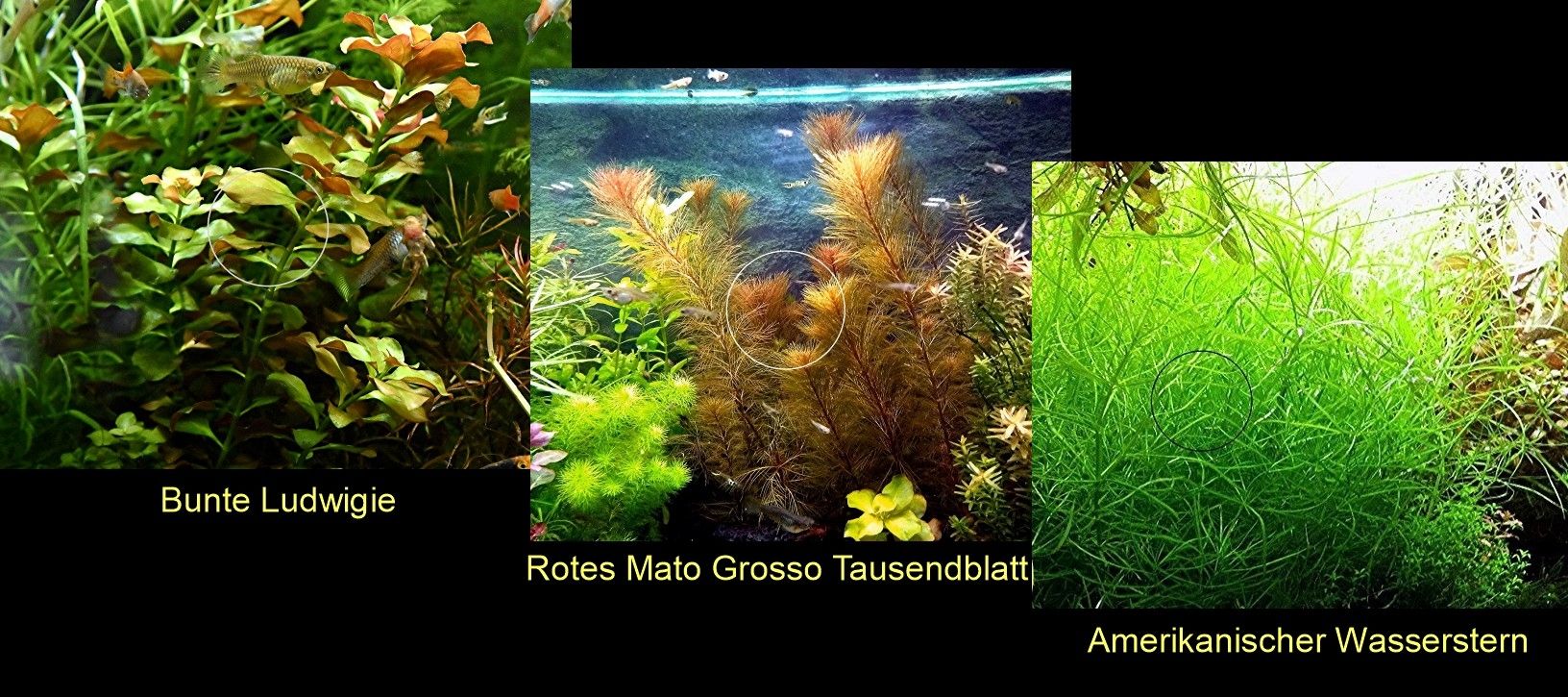 Bunte Ludwigie, Rotes Tausendblatt, amerik. Wasserstern, ab 4€