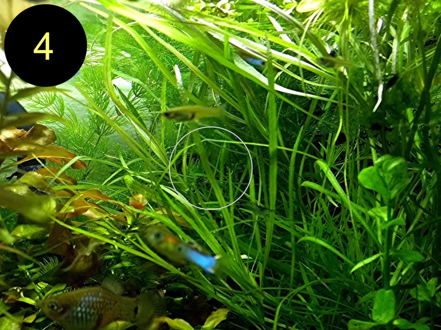 Bunte Ludwigie, Rotes Tausendblatt, amerik. Wasserstern, ab 4€