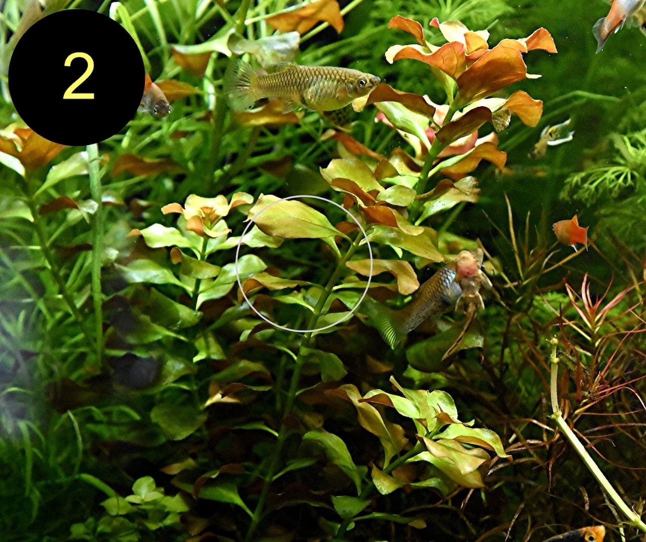 Bunte Ludwigie, Rotes Tausendblatt, amerik. Wasserstern, ab 4€