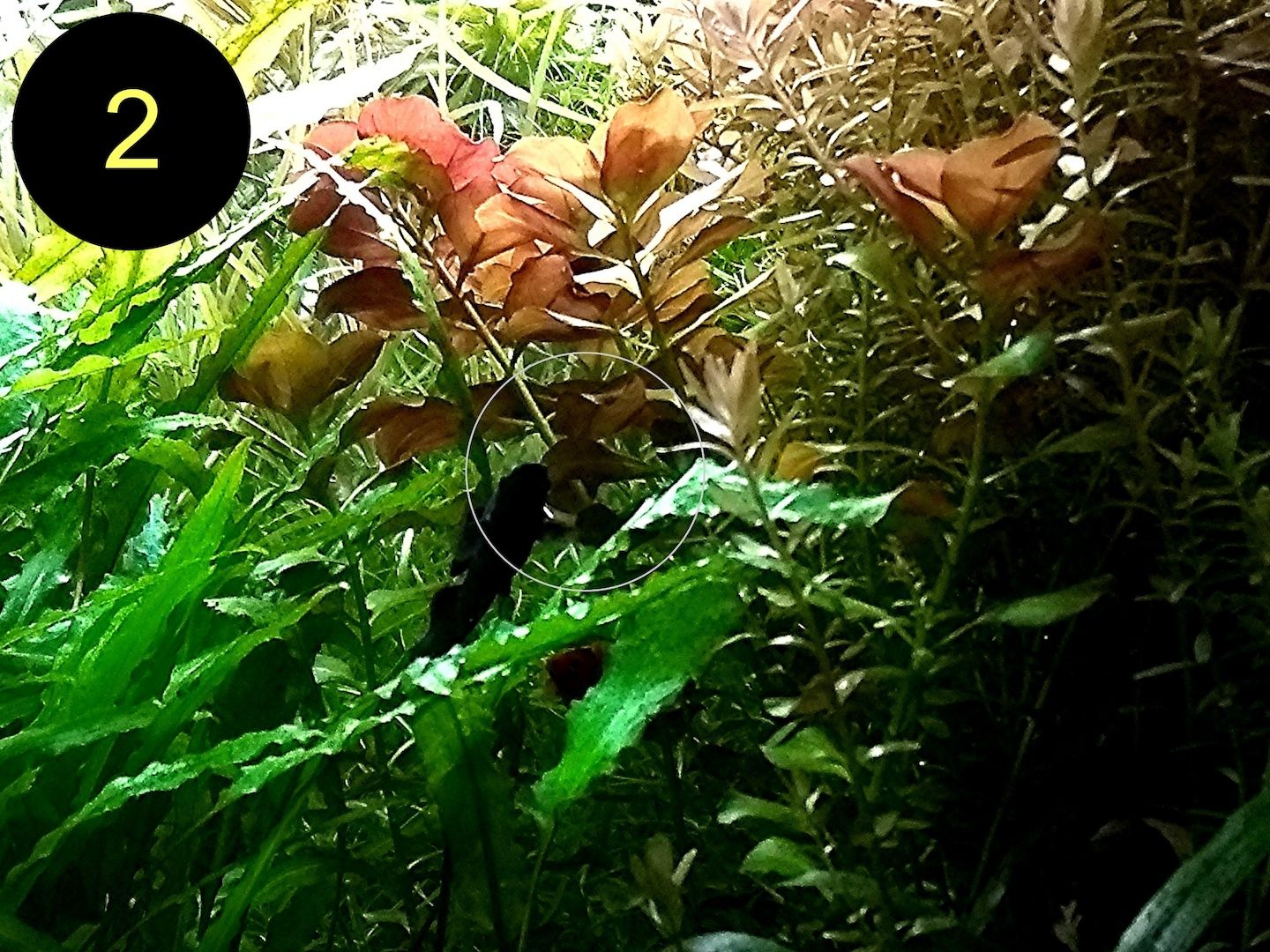 Bunte Ludwigie, Rotes Tausendblatt, amerik. Wasserstern, ab 4€