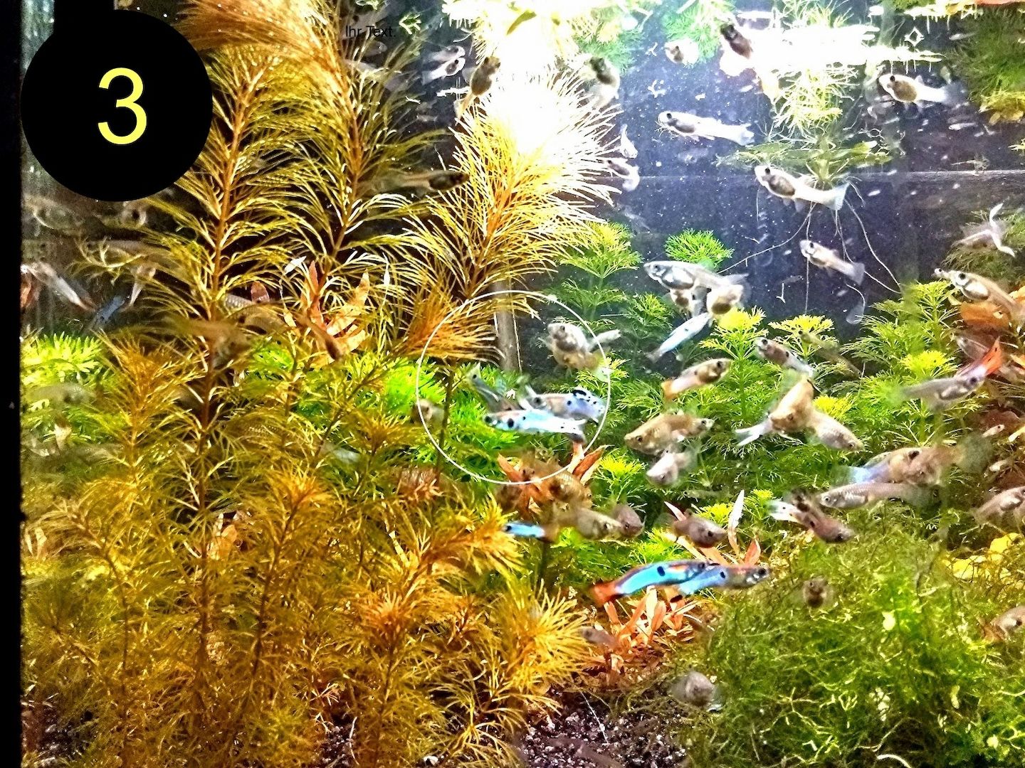 Bunte Ludwigie, Rotes Tausendblatt, amerik. Wasserstern, ab 4€