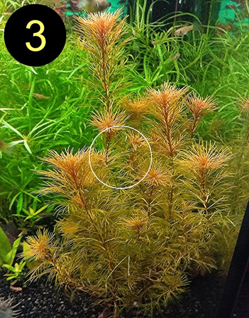 Bunte Ludwigie, Rotes Tausendblatt, amerik. Wasserstern, ab 4€