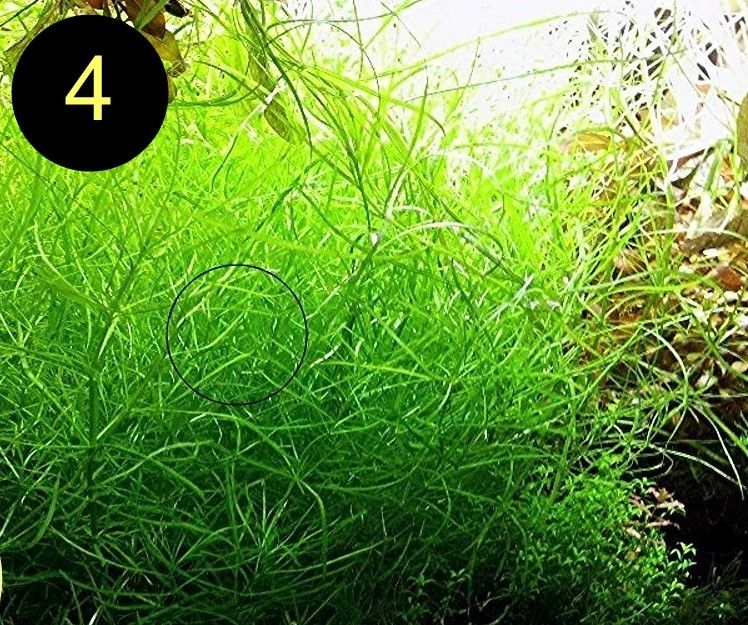 Bunte Ludwigie, Rotes Tausendblatt, amerik. Wasserstern, ab 4€