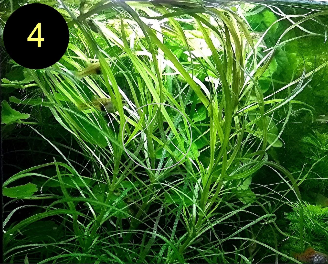 Bunte Ludwigie, Rotes Tausendblatt, amerik. Wasserstern, ab 4€