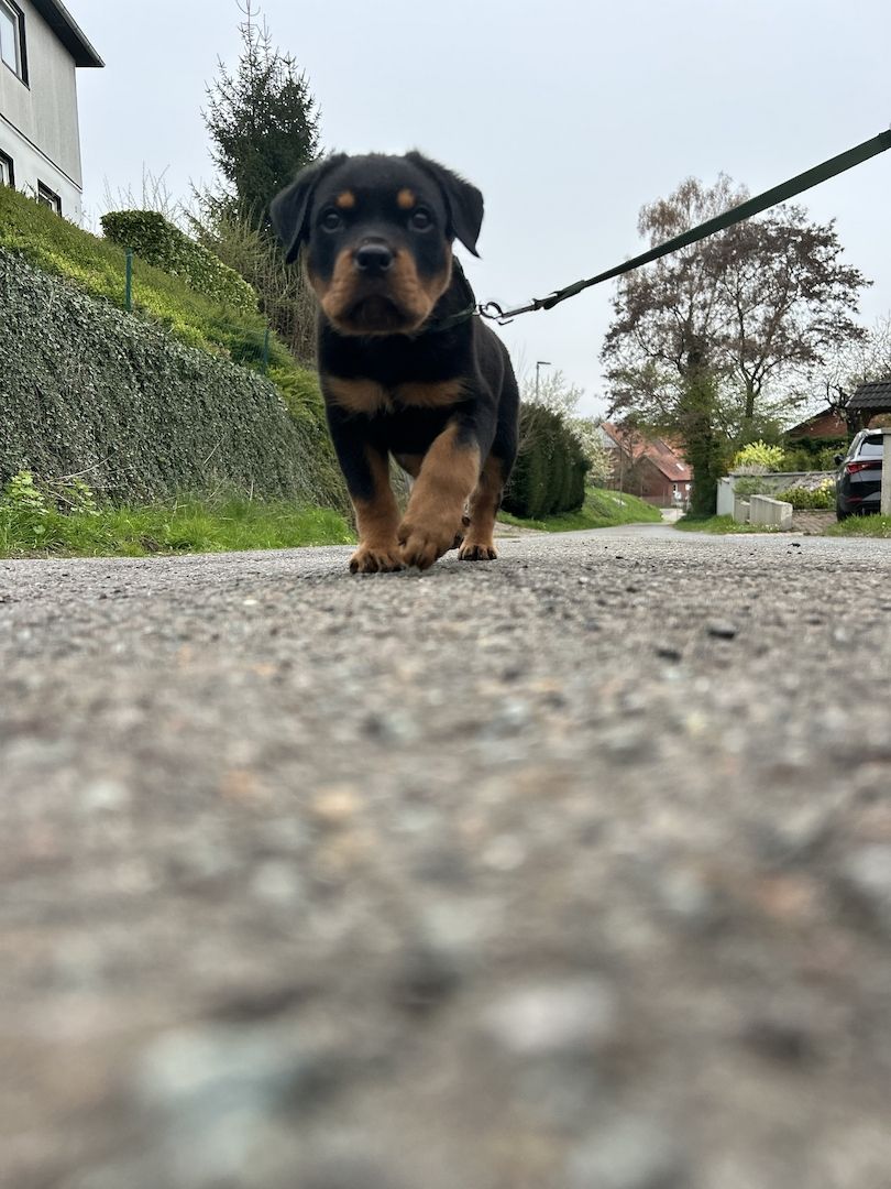 Rottweiler Welpe