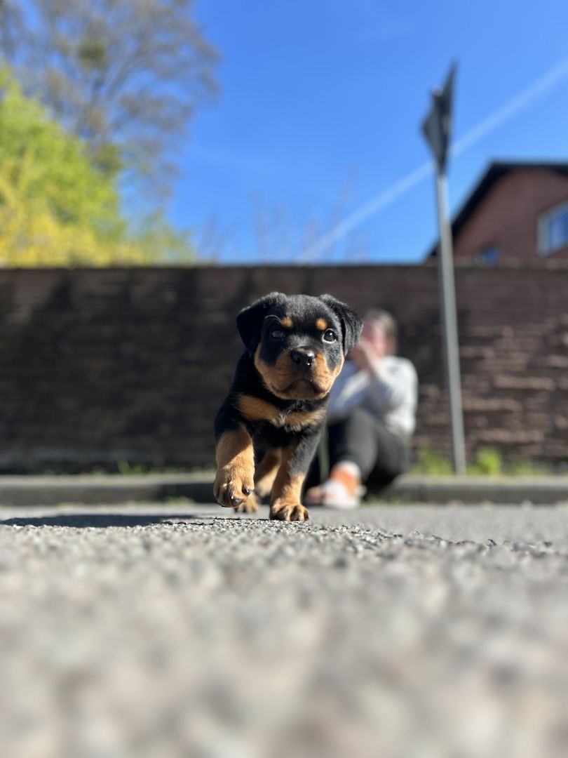 Rottweiler Welpe