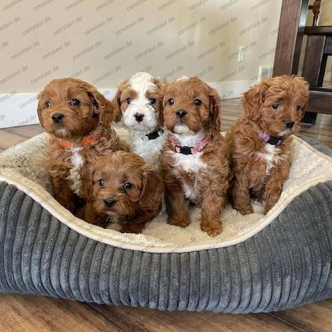 Süße Maltipoo Welpen