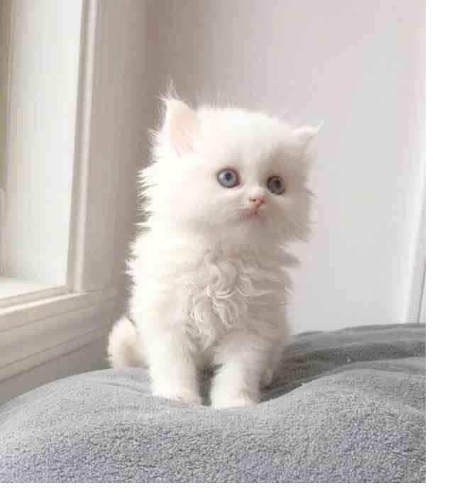 Perser Langhaar Spezial