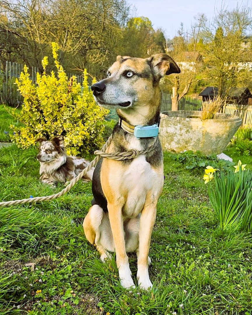 Django - ein aktiver Begleiter