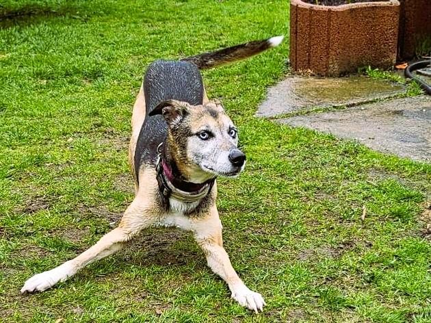 Django - ein aktiver Begleiter