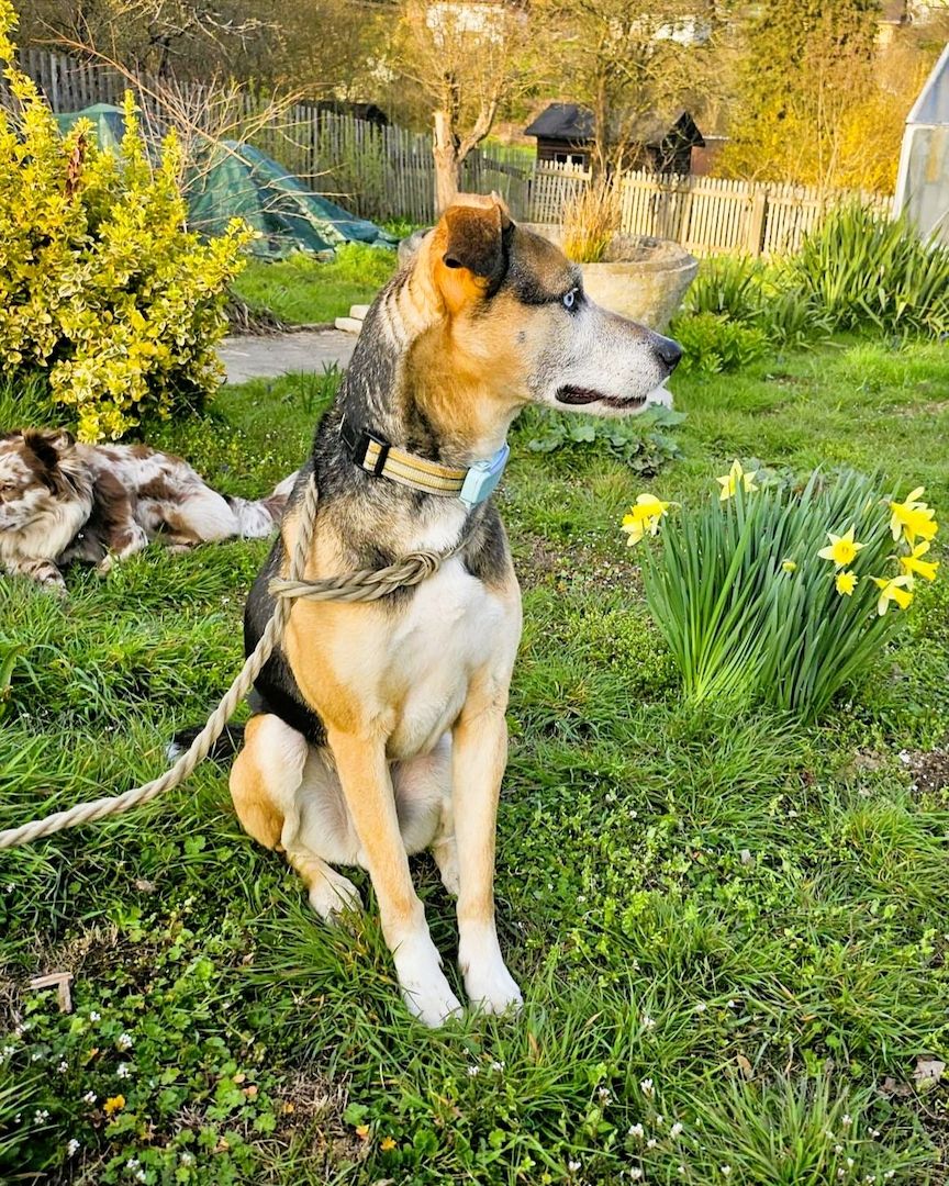 Django - ein aktiver Begleiter