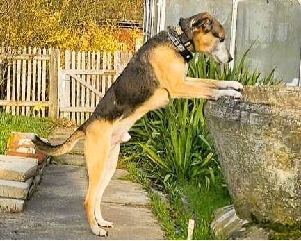 Django - ein aktiver Begleiter