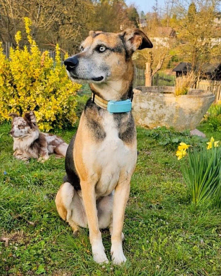 Django - ein aktiver Begleiter