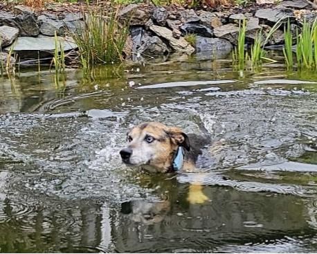 Django - ein aktiver Begleiter