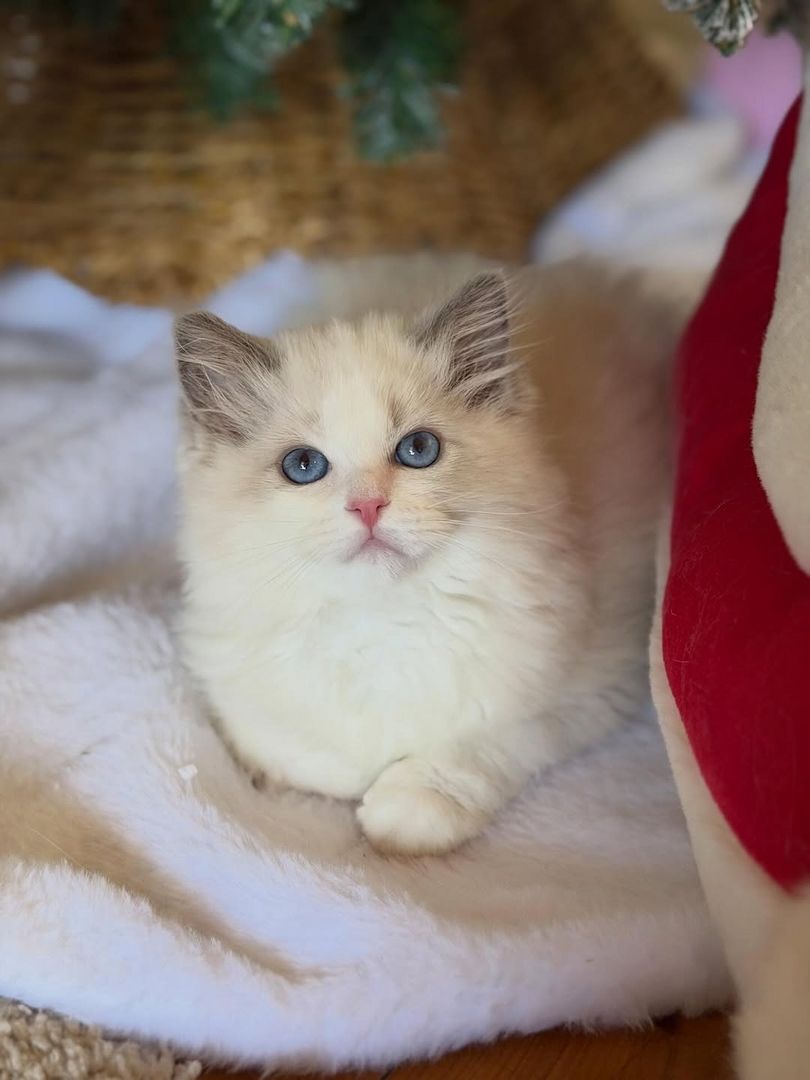 Kleines Liebesbündel – Verschmustes Ragdoll-Kätzchen abzugeben