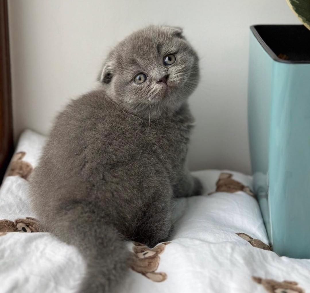 Scottish Fold/Scottish Straight Kätzchen