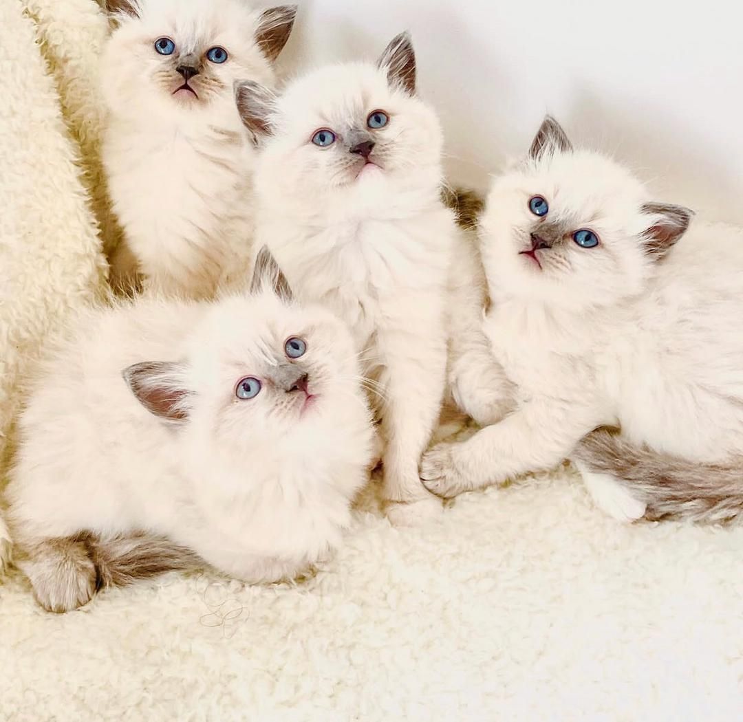 Niedliche Ragdoll-Kätzchen zu verkaufen
