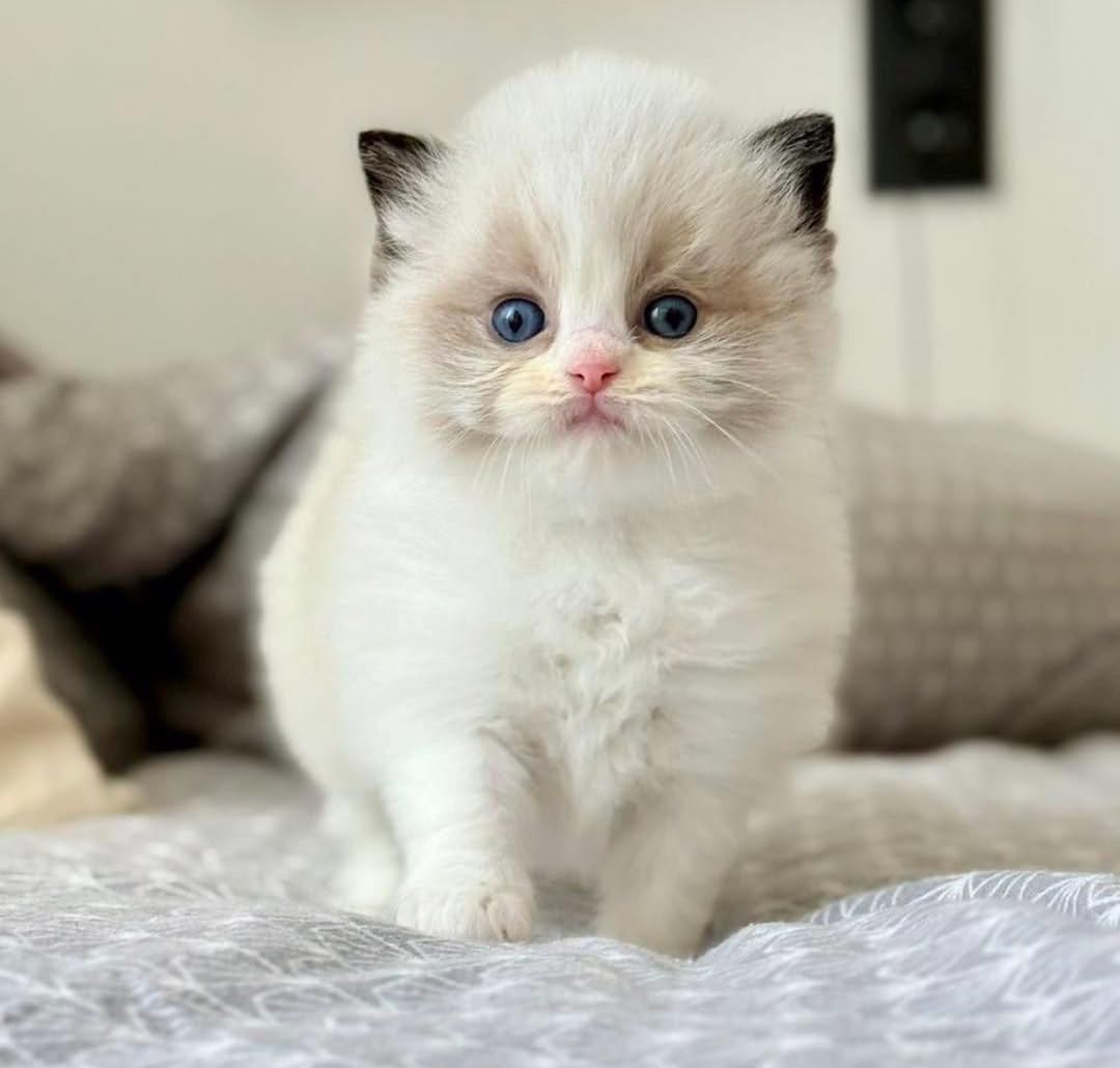 Niedliche Ragdoll-Kätzchen zu verkaufen