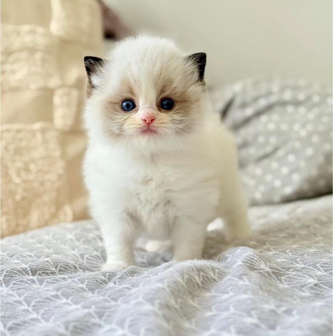 Niedliche Ragdoll-Kätzchen zu verkaufen