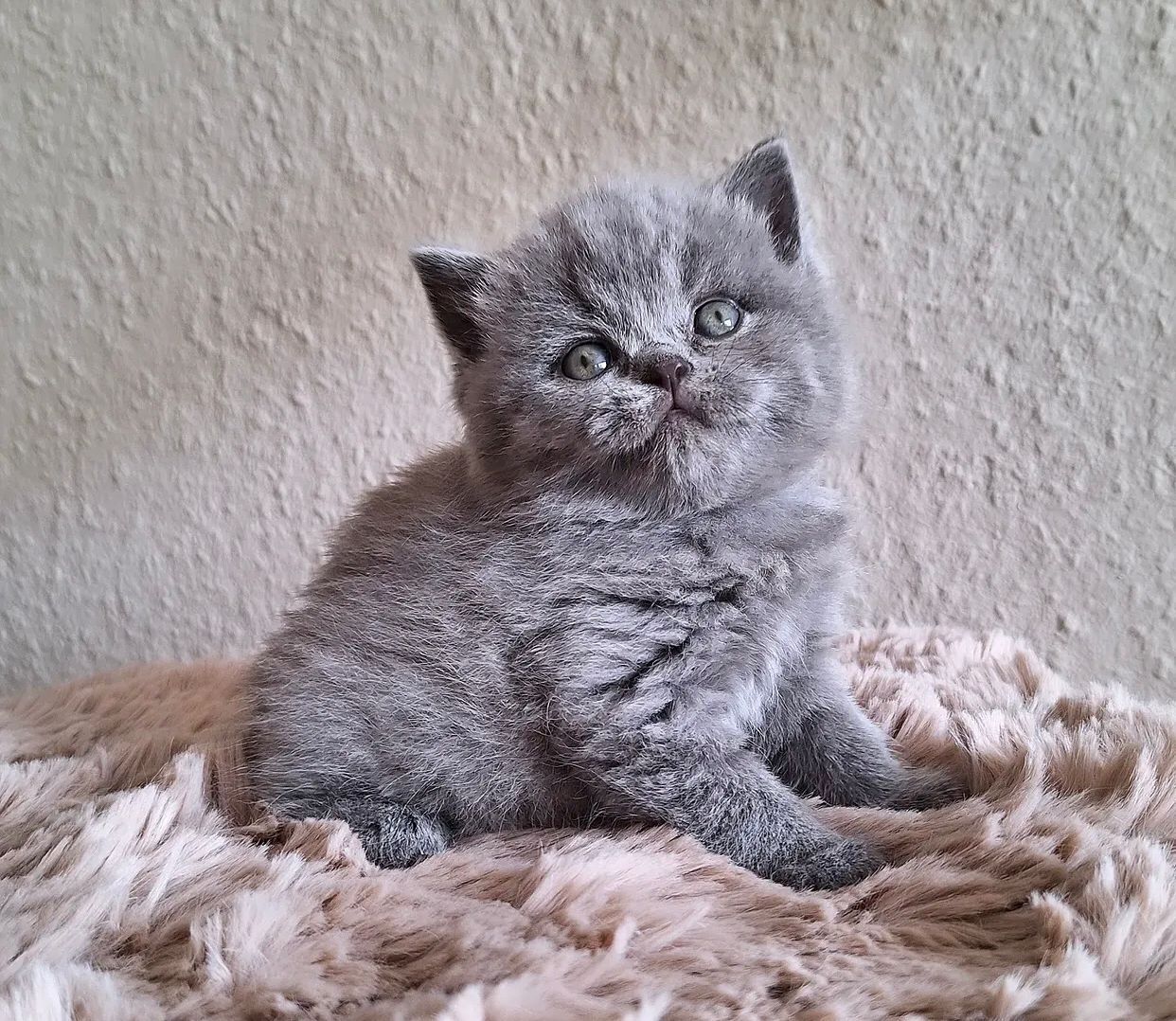Britisch Kurzhaar-Kätzchen zu verkaufen