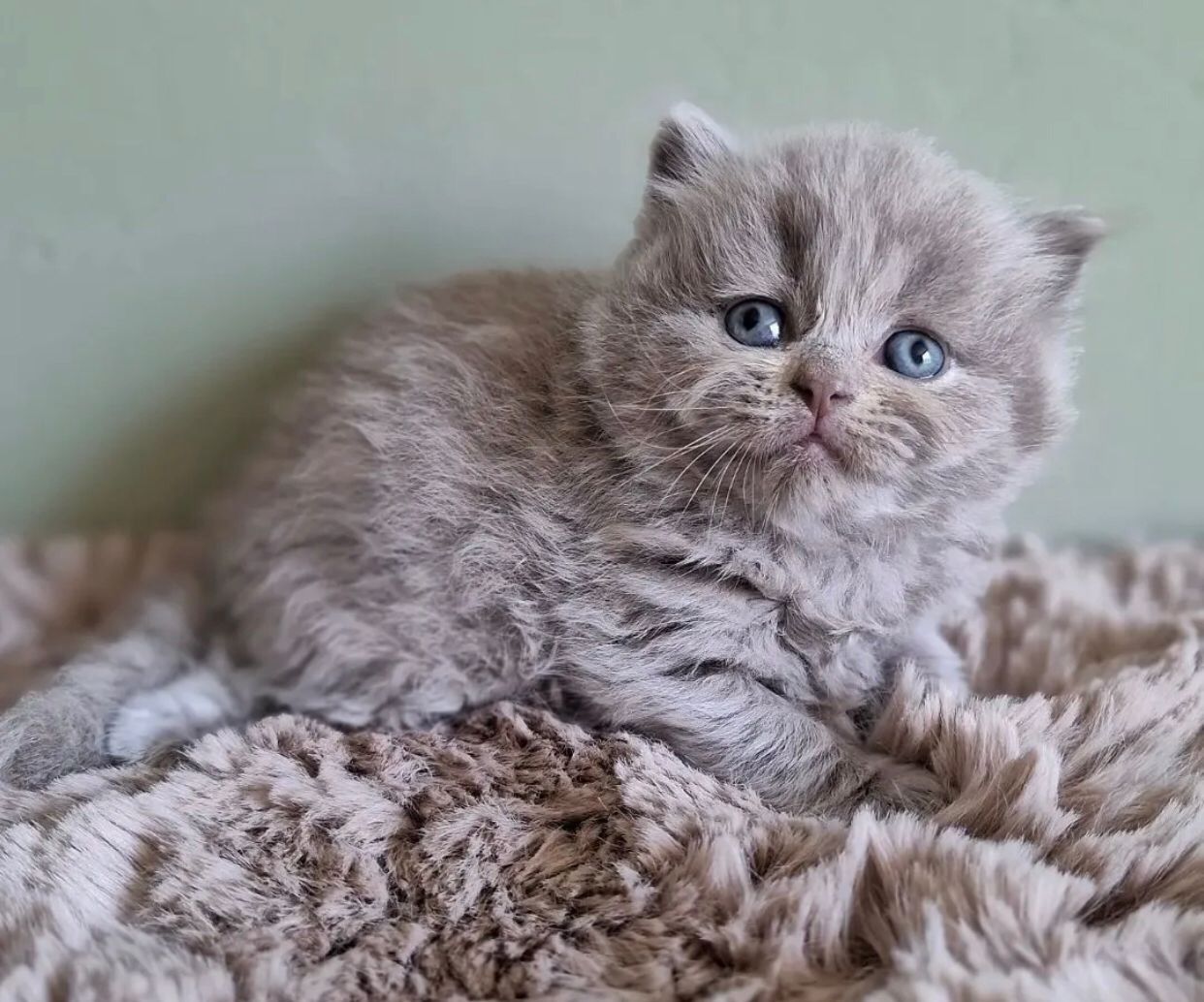 Britisch Kurzhaar-Kätzchen zu verkaufen