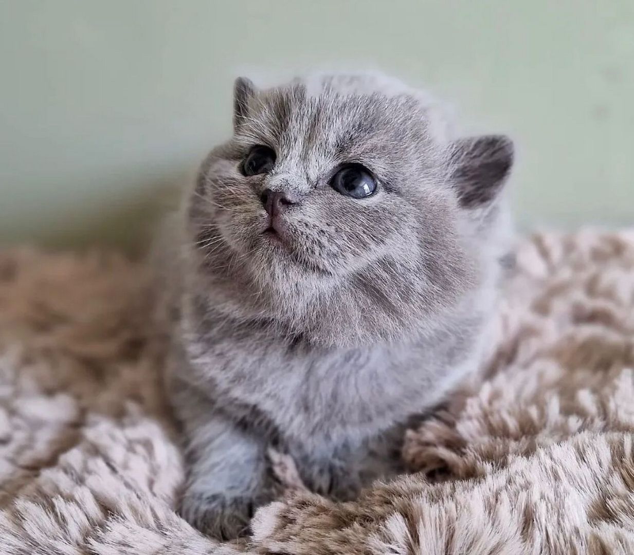 Britisch Kurzhaar-Kätzchen zu verkaufen