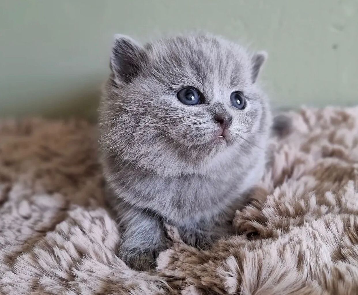 Britisch Kurzhaar-Kätzchen zu verkaufen