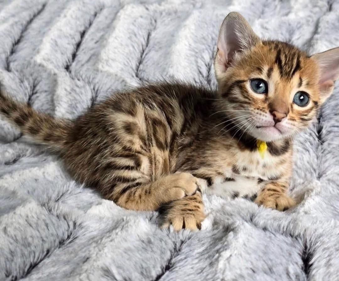 Bengal-Kätzchen abzugeben