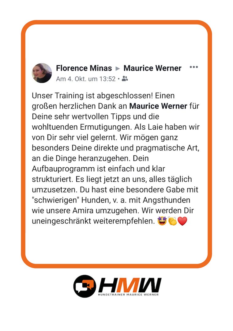 Professionelles Hundetraining – Persönlich oder auch via Video