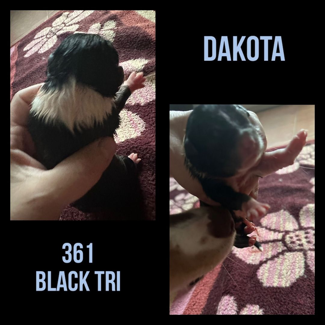 10 Supersüsse Australian Shepherd Welpen suchen ein Zuhause