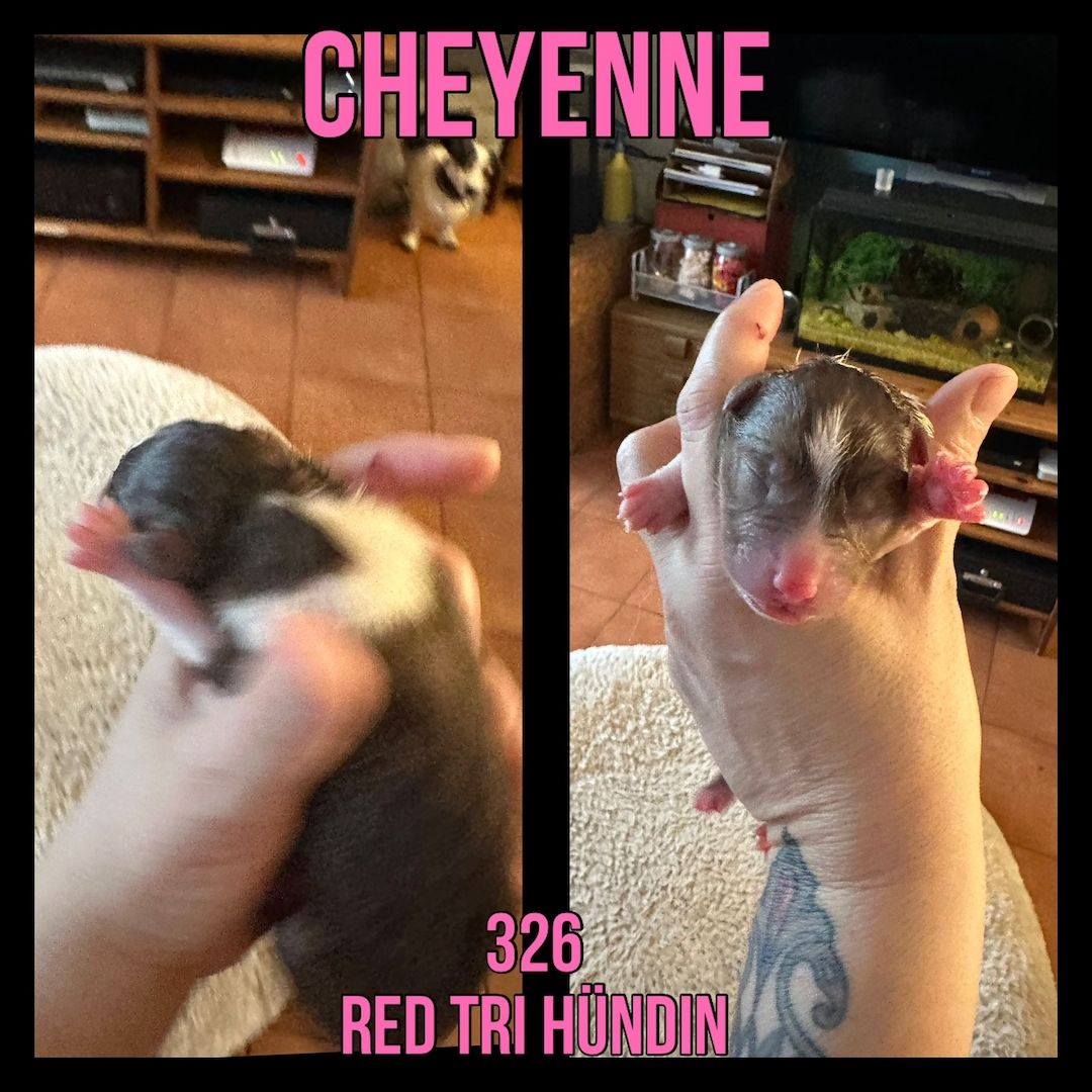 10 Supersüsse Australian Shepherd Welpen suchen ein Zuhause