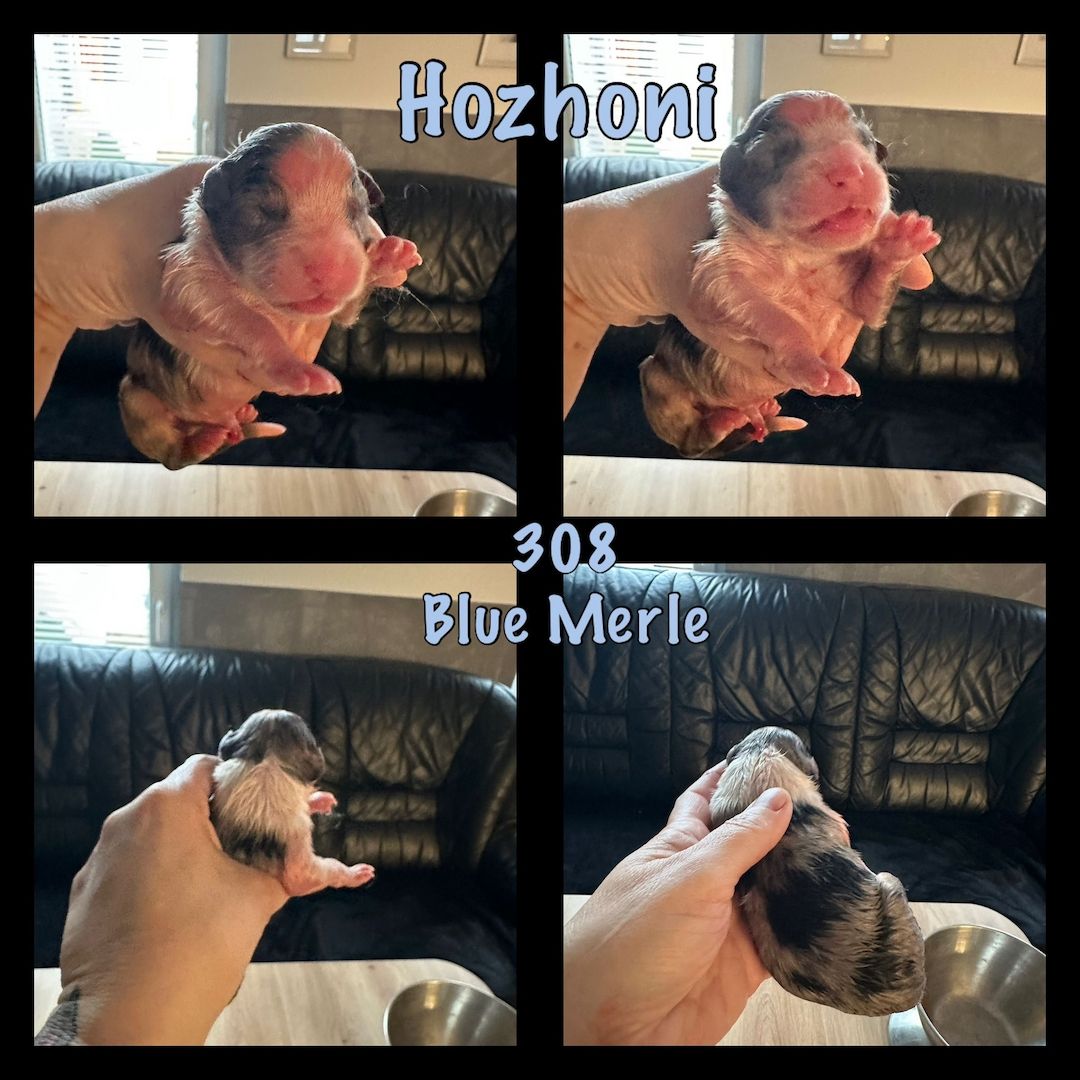 10 Supersüsse Australian Shepherd Welpen suchen ein Zuhause