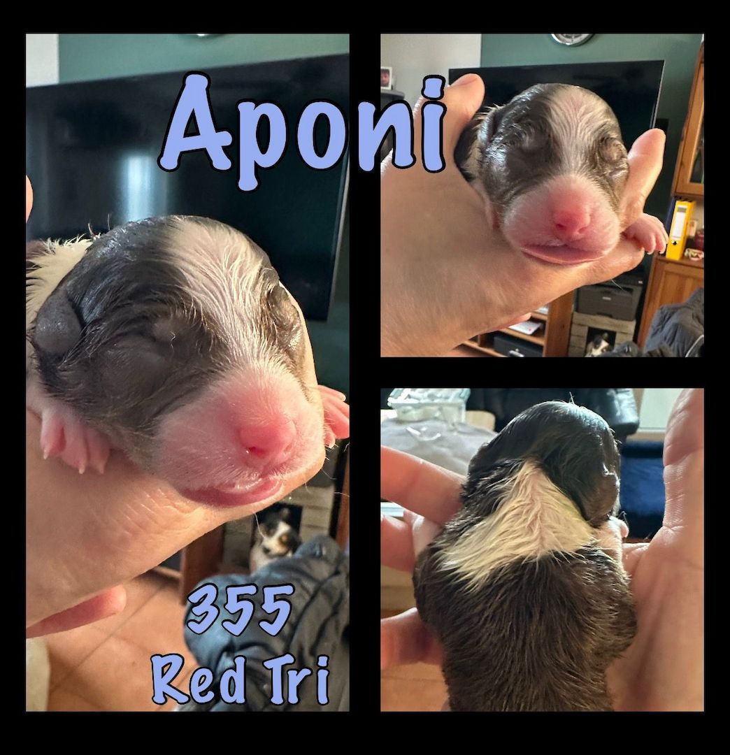 10 Supersüsse Australian Shepherd Welpen suchen ein Zuhause