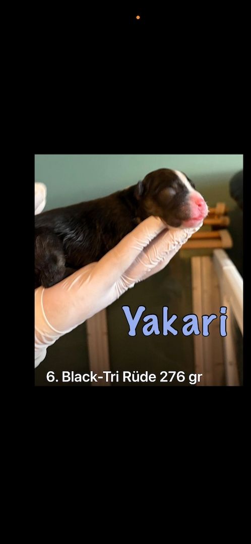 10 Supersüsse Australian Shepherd Welpen suchen ein Zuhause